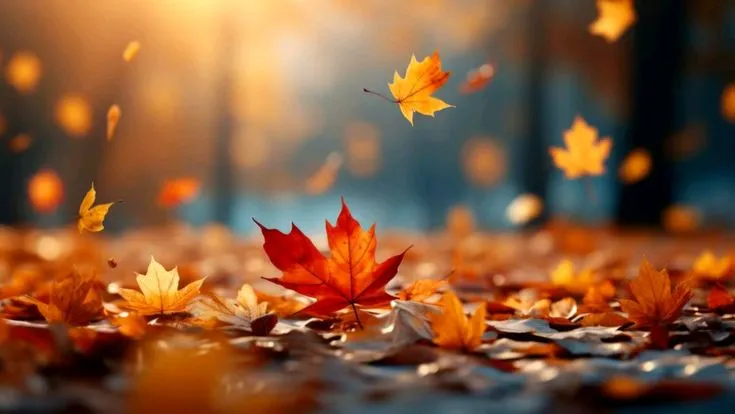 Vibrant red maple leaves during autumn in Canada.