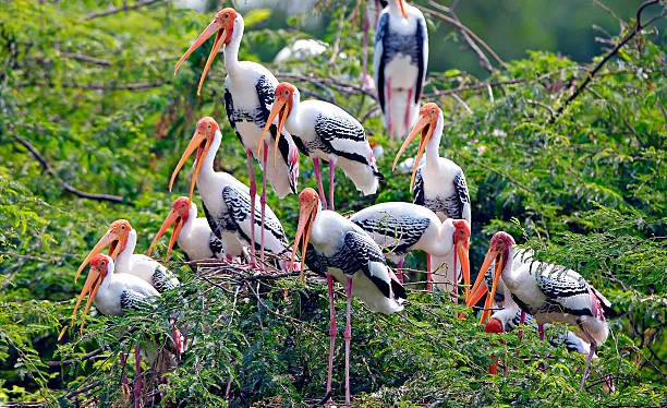 Keoladeo National Park Bharatpur UNESCO bird sanctuary wetlands