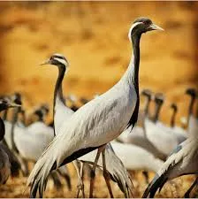 Khichan Rajasthan migratory Demoiselle cranes bird watching destination