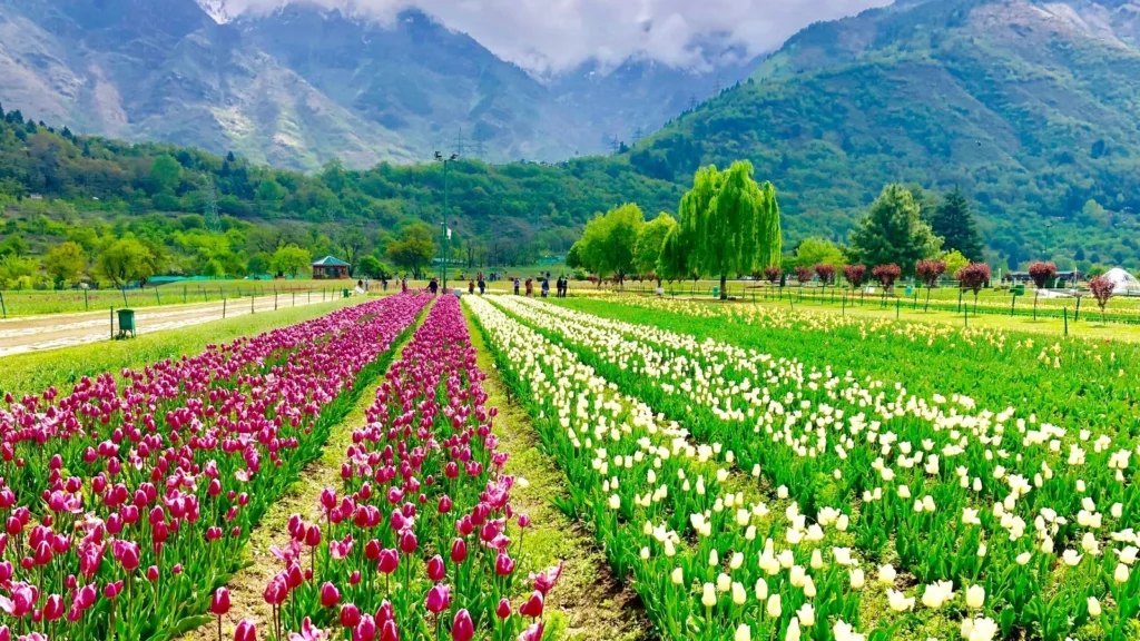 Indira Gandhi Memorial Tulip Garden spring bloom in Srinagar explained in the Complete Srinagar Travel Guide and Srinagar Tour Planner